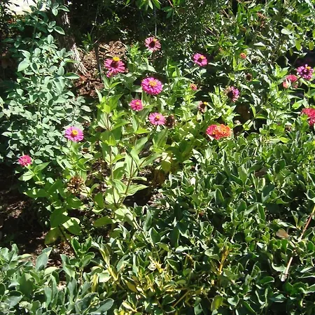 Olga Apartamento Agios Georgios (Corfu)