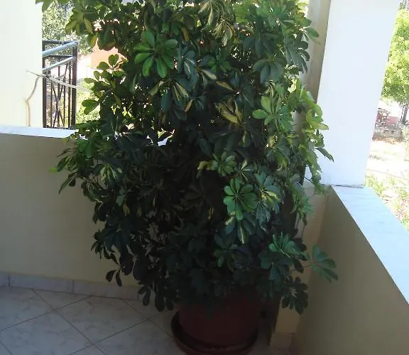 Olga * Agios Georgios (Corfu)